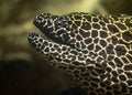 Laced moray eel & x28;Gymnothorax favagineus& x29; with mouth open