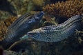 Laced moray Gymnothorax favagineus