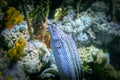 The Laced Moray or Gymnothorax Favagineus, also known as the Leopard Moray, Tessellate Moray or Honeycomb Moray - marine