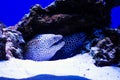 Laced moray (Gymnothorax favagineus) in the coral reef