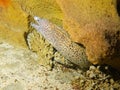 Laced moray, honeycomb moray, tesselate moray