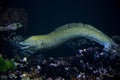 The laced moray, leopard moray, tessellate moray, honeycomb moray Gymnothorax favagineus.