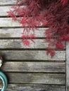 Laceleaf Japanese maple tree leaves on wooden table top