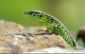 Lacerta agilis Royalty Free Stock Photo