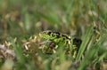 Lacerta agilis - sand lizard Royalty Free Stock Photo