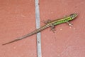 Lacerta agilis, a sand lizard on red clinker tiles Royalty Free Stock Photo