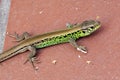 Lacerta agilis, a sand lizard on red clinker tiles Royalty Free Stock Photo