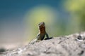 Lacerta agilis or sand lizard sunbathing Royalty Free Stock Photo