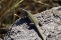 Lacerta agilis or sand lizard sunbathing Royalty Free Stock Photo