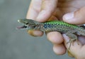Lacerta saxicola - rock lizard Royalty Free Stock Photo