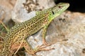 Lacerta trilineata Royalty Free Stock Photo