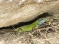 Lacerta viridis Royalty Free Stock Photo