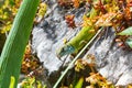 Lacerta viridis, green lizard with blue head