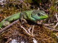 Lacerta viridis on moss Royalty Free Stock Photo
