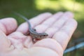 Lacerta vivipara or common lizard sits in the palm of your hand Royalty Free Stock Photo