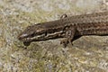 Lacerta vivipara, Viviparous lizard or Common lizard Royalty Free Stock Photo