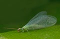 Lacewing