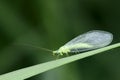 Lacewing