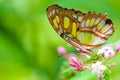 The Lacewing Buterfly Royalty Free Stock Photo