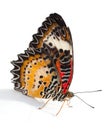 Lacewing Butterfly Royalty Free Stock Photo