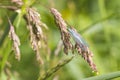 Lacewing (carnea chrysoperla)