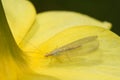 Lacewing chrysopa perla, biological control of agriculture pests Royalty Free Stock Photo