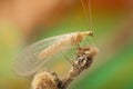 Lacewing Chrysopidae on a colorful background