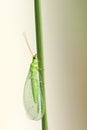 Lacewing fly Royalty Free Stock Photo