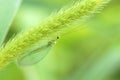 Lacewing fly Royalty Free Stock Photo