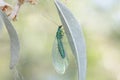A beautiful Lacewing Chrysopidae sits on a grass stalk on a sunny summer day.