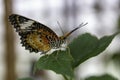 Lacewing heliconiine butterfly sitting on a leaf Royalty Free Stock Photo