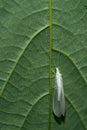 Lacewing insect on leaf. Probably Chrysoperla carnea. UK.