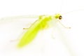 Lacewing is isolated in black Royalty Free Stock Photo