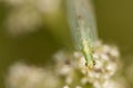 Lacewing