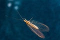 Lacewing Royalty Free Stock Photo