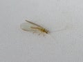 Lacewing lat. Chrysopidae close up on a white background