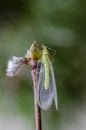 Lacewing sitting on twig in park