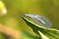 Lacewings on leaf Royalty Free Stock Photo