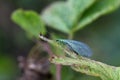 Lacewings