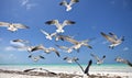 Lachmeeuw, Laughing Gull, Larus atricilla