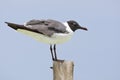 Lachmeeuw, Laughing Gull, Larus atricilla