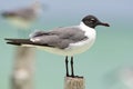 Lachmeeuw, Laughing Gull, Larus atricilla