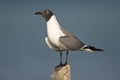 Lachmeeuw, Laughing Gull, Larus atricilla