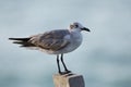 Lachmeeuw, Laughing Gull, Larus atricilla