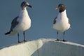 Lachmeeuw, Laughing Gull, Larus atricilla