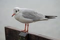 Adult black-headed gull in winter, chroicocephalus ridibundus Royalty Free Stock Photo