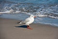 Seagull at the seaschore searching for food Royalty Free Stock Photo