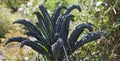 Lacinato kale - called cavolo nero, literally black cabbage, is a variety of kale with a long tradition in Italian cuisine, Royalty Free Stock Photo