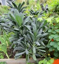 Lacinato kale, garlic and Nasturtium plants growing in garden.