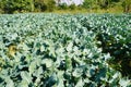 Lacinato Kale grown in the field Royalty Free Stock Photo